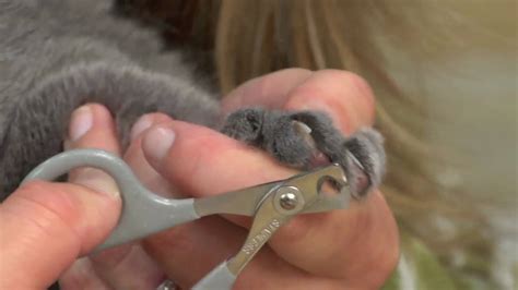 The claw fits into a slot and the blade slides across to though your cat will likely sharpen its claws and keep them in good shape on its own, keep an eye on its nails nonetheless. The Proper Way On How To Clip Your Cat's Nail - Cat Lovers
