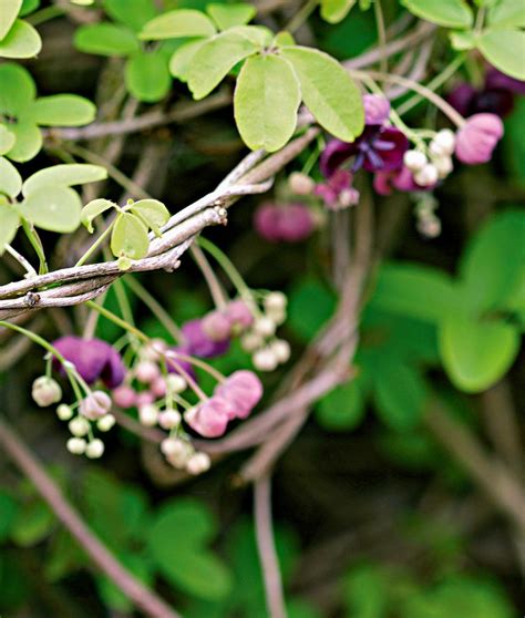 Climbing Flowering Vines Zone 9