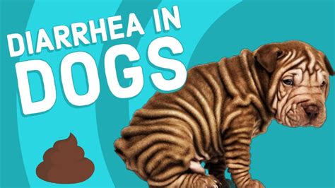 Causes Of Diarrhea In Dogs Youtube