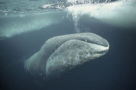 Baleine Boréale Balaena Mysticetus Baleine Franche Arctique Baleine