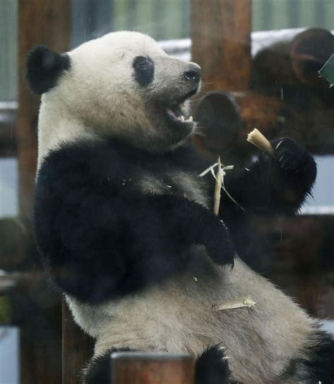 Giant Panda Cub Xiang Xiang At Tokyo Zoo To Turn 2