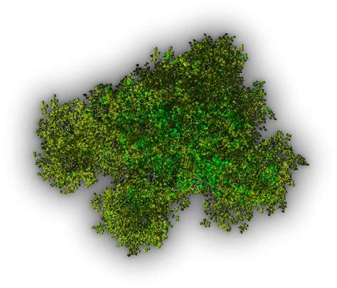Tops Of Trees Png