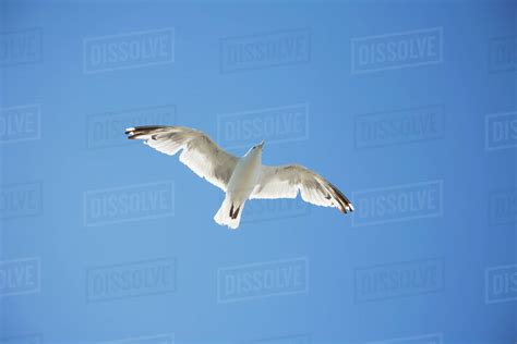 Herring Gull Flying Against Blue Sky Stock Photo Dissolve