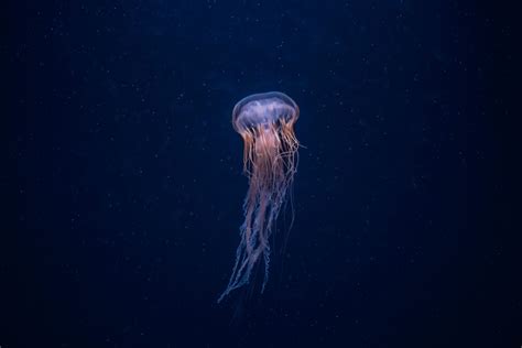 Weirdly Fascinating Facts About Jellyfish Readers Digest