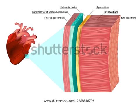 Layers Heart Wall Anatomy Myocardium Epicardium Stock Vector Royalty