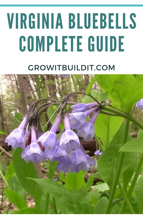 Virginia Bluebells Native Plant Growing Guide In 2021 Virginia