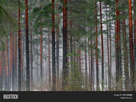 Trunks Tall Pines Fog Image And Photo Free Trial Bigstock