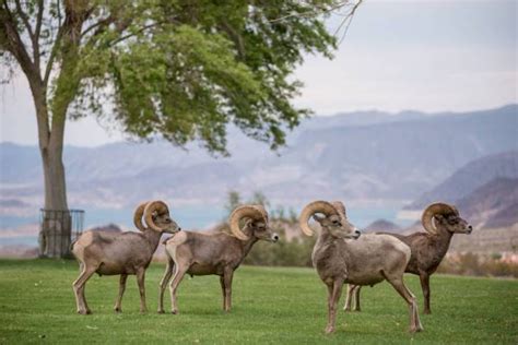 Bighorn Sheep At Hemenway Park On Tuesday July 18 2017 In Boulder