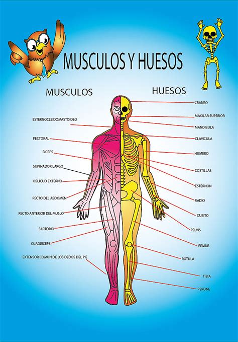 Los Musculos Y Los Huesos Del Cuerpo Humano Dinami Images