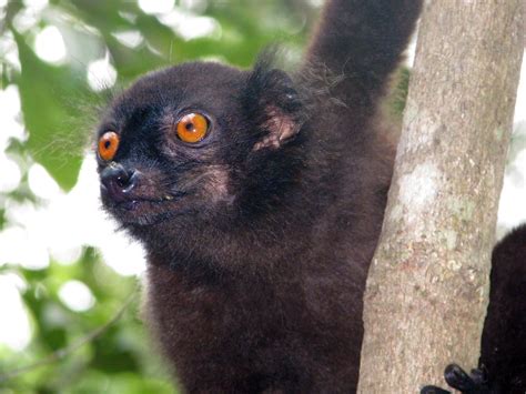Black Lemur Male Eulemur Macaco Madagascar Nosy Be Lok Flickr