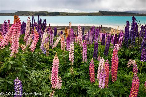 Lupine 2 Lake Pukaki New Zealand Rob Flickr