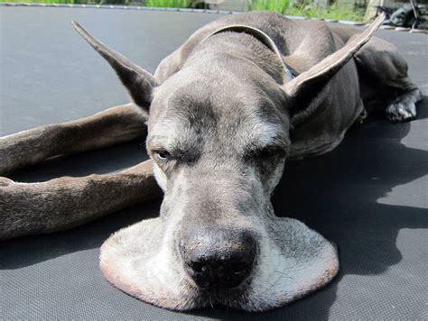 10 Great Danes That Have No Clue How Big They Are Cesars Way