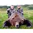 Alaska Grizzly Bear Size