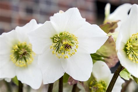 Winter Blooming Flowers To Liven Up Your Garden Homemaking And