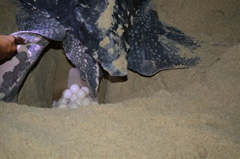 Leatherback Turtles Of Trinidad Conservation Of A Prehistoric Giant