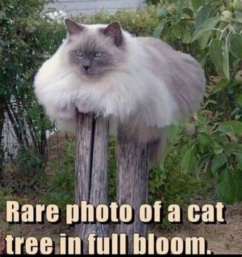 Cat Tree Meme By Damusicgamer Memedroid