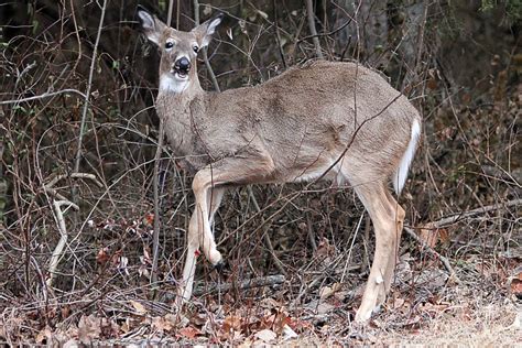 Deer are dying from mysterious chronic wasting disease sparking