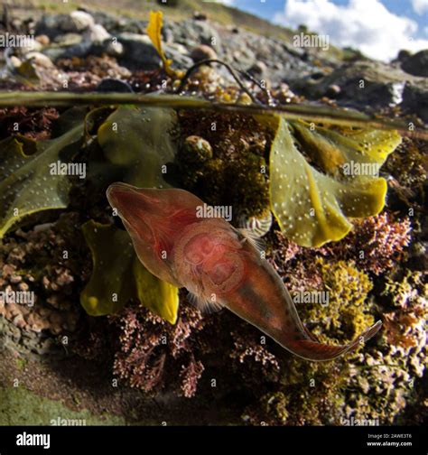 Ventral Fins High Resolution Stock Photography And Images Alamy