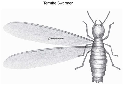 Em Pest Control Difference Between Termite Swarmer And Flying Ant