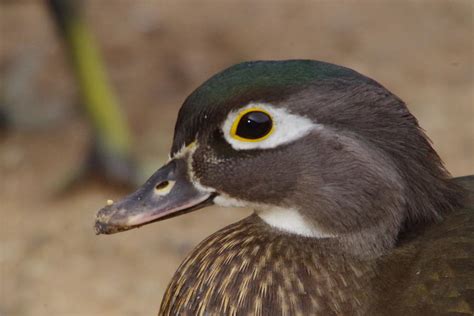 Female Wood Duck Up Close Photograph By Jeff Swan