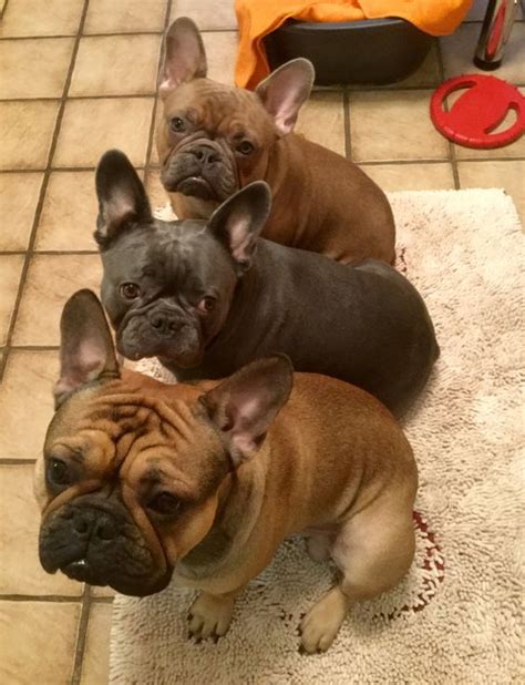 The current median price for all french bulldogs sold is $2,900.00. 'Stack-a-Bullies', French Bulldogs … | Frenchies ...