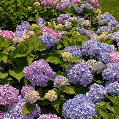 Mock orange cut foliage too. How to Dry and Preserve Hydrangea Flowers