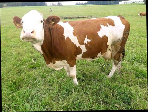 Doch was ist, wenn die kuh einmal nicht gemolken wird? Fleckvieh Kühe: BIO Kuh in Milch gebraucht kaufen ...