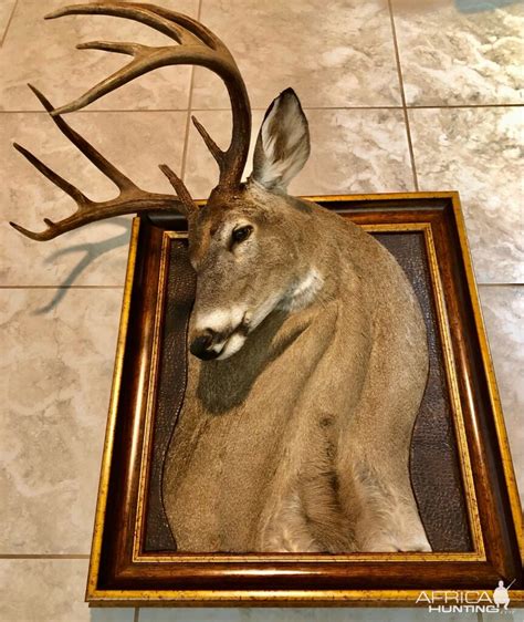 Whitetail Deer Shoulder Mount Taxidermy