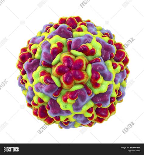 Rhinovirus Isolated On Image And Photo Free Trial Bigstock