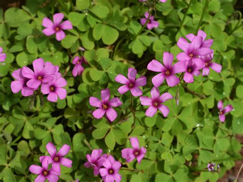 How To Grow And Care For Oxalis World Of Flowering Plants