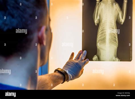 Veterinary Doctor Examining Pet Radiograph Stock Photo Alamy