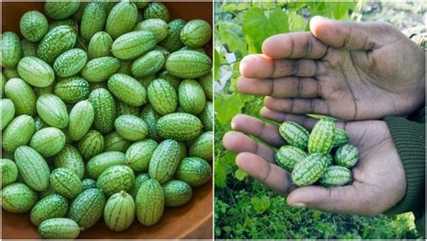How To Grow Cucamelons The Most Exciting Fruit You Can