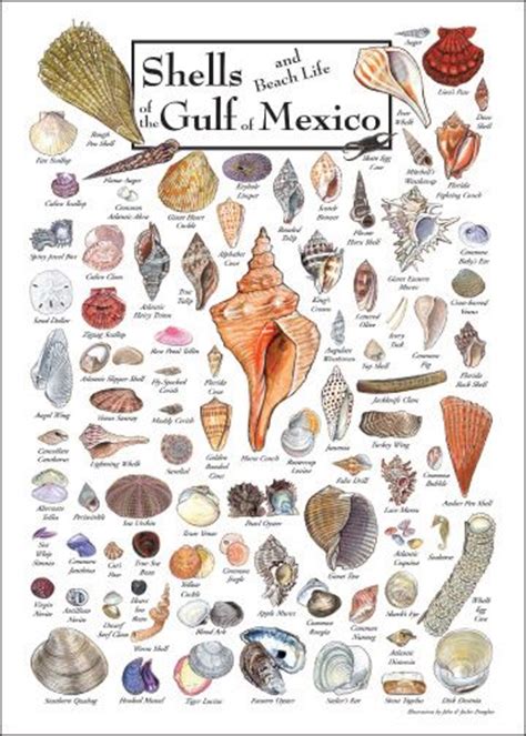 114 Best Many Mollusks And Swirly Seashells Images On