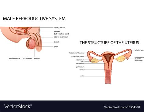 Male And Female Reproductive System Royalty Free Vector