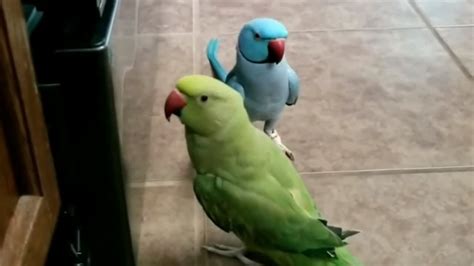 Parrots Give Each Other Kisses Admire Their Reflections Youtube