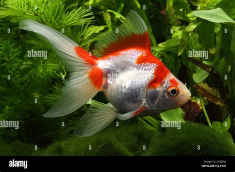 Goldfish Red And White Ryukin In Aquarium Stock Photo Alamy