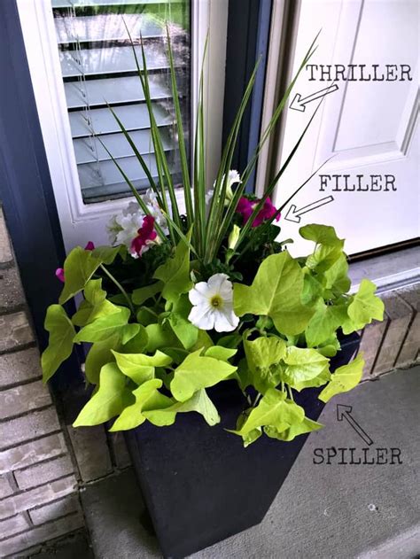 Container Garden Tips Thriller Filler Spiller Method Inspiration
