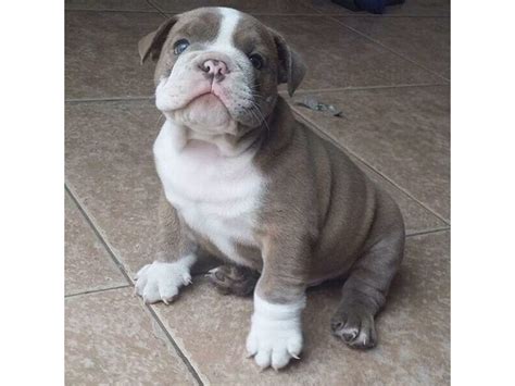 Baby is one of 5 english bulldog puppies whelped and available for sale in his litter. Baby English Bulldog Puppies for sale - Animals - Boulder City - Nevada - announcement-78293