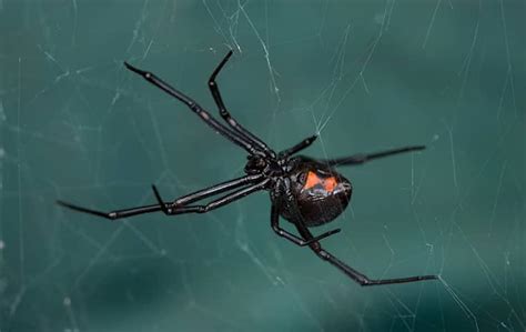Doing your own pest control can save you big money each and every year. Why Spiders Enter Plano Homes & How To Keep Them Out