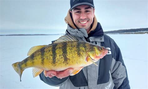Devils Lake Perch Tips Northland Fishing Tackle