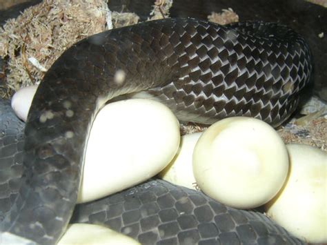 Kingsnake Com Photo Gallery Elapids Black Mamba Laying Eggs