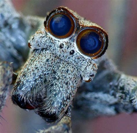 Deinopis Subrufa Deinopidae Spider Species Spiders Scary Spider Face