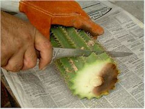 La plupart des cactus ont un type de colonne vertébrale ou d'épine qui peut être douloureux à rencontrer. Comment sauver un cactus pourri - Jardinier paresseux en ...