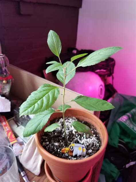 Ive Been Growing An Apple Tree From Seed For About 8 Months Now After