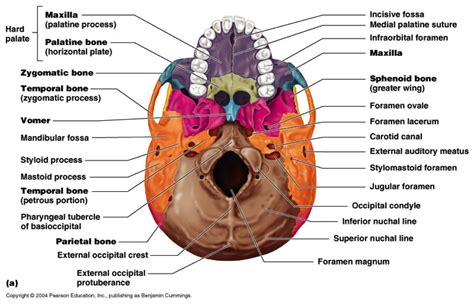 Skull Inferior View Human Anatomy And Physiology Anatomy And