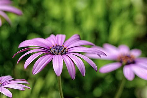 Purple Daisy In Field Of Wild Flowers By Stocksy Contributor Monica