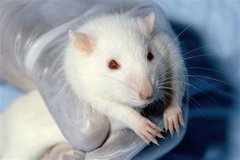 Definition Laboratory Rat Rattus Norvegicus