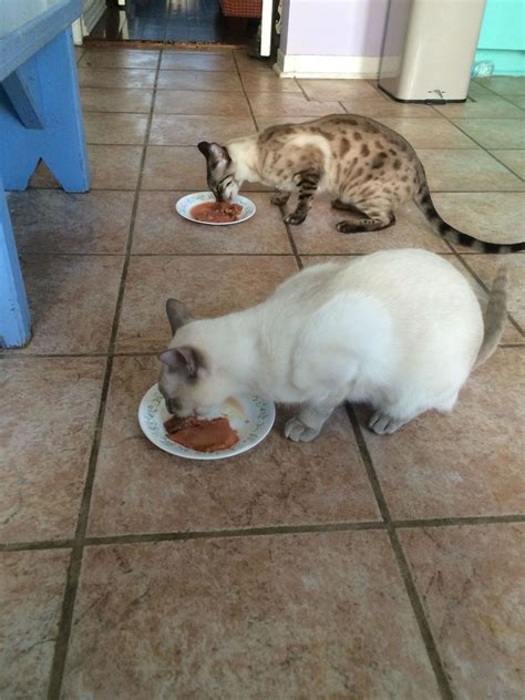 The chemical will often be in a household product such as. How Switching to Raw Solved Cat Food Allergies | Cat food ...