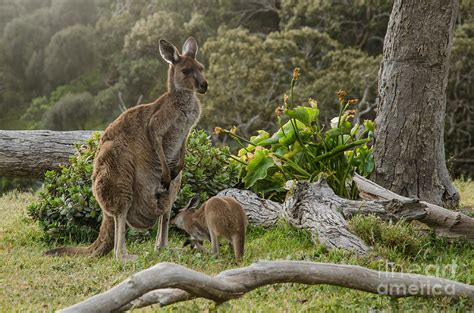 Two Grey Kangaroos In Australian Photograph By Mastersky