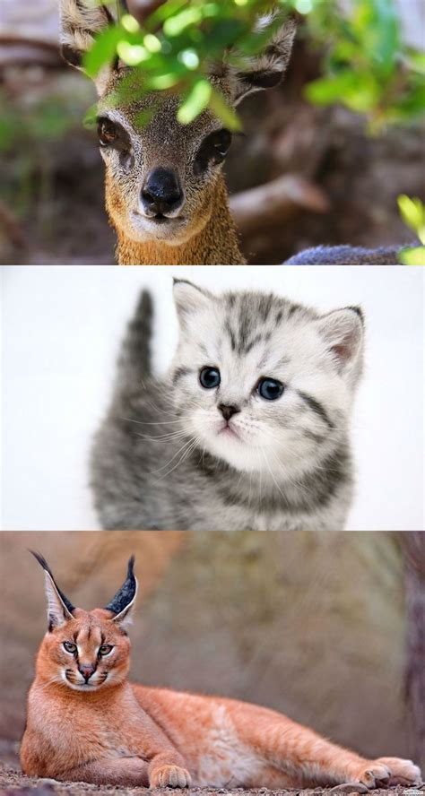 17 Images About Baby Wild Cats On Pinterest Animal